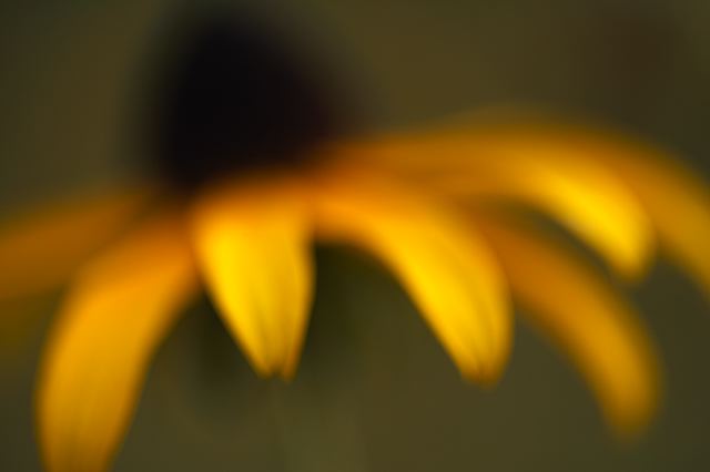 Flower;Blooming;Blossom;Bloom;Plants;Flowering;Botanical;Nature;Petal;Garden;Colorful;Outdoor;Vegetation;Natural;Floral;Herb;Flowers;Stamen;Pistil;Stem