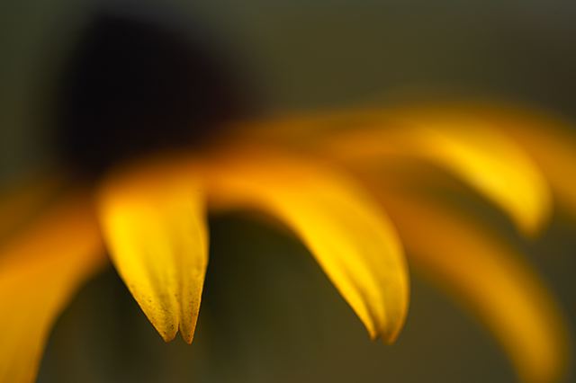 Flower;Blooming;Blossom;Bloom;Plants;Flowering;Botanical;Nature;Petal;Garden;Colorful;Outdoor;Vegetation;Natural;Floral;Herb;Flowers;Stamen;Pistil;Stem