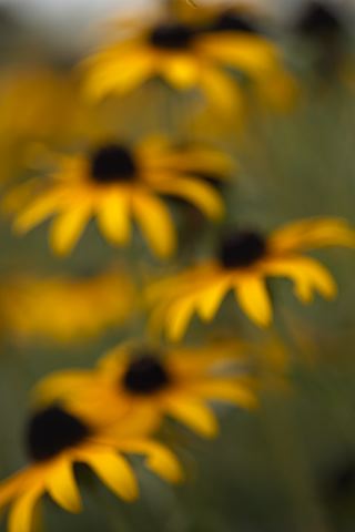 Flower;Blooming;Blossom;Bloom;Plants;Flowering;Botanical;Nature;Petal;Garden;Colorful;Outdoor;Vegetation;Natural;Floral;Herb;Flowers;Stamen;Pistil;Stem