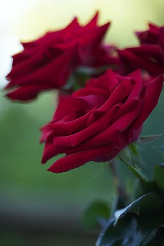 Flower;Blooming;Blossom;Bloom;Plants;Flowering;Botanical;Nature;Petal;Garden;Colorful;Outdoor;Vegetation;Natural;Floral;Herb;Flowers;Stamen;Pistil;Stem