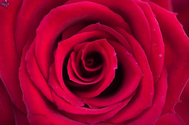 Flower;Blooming;Blossom;Bloom;Plants;Flowering;Botanical;Nature;Petal;Garden;Colorful;Outdoor;Vegetation;Natural;Floral;Herb;Flowers;Stamen;Pistil;Stem