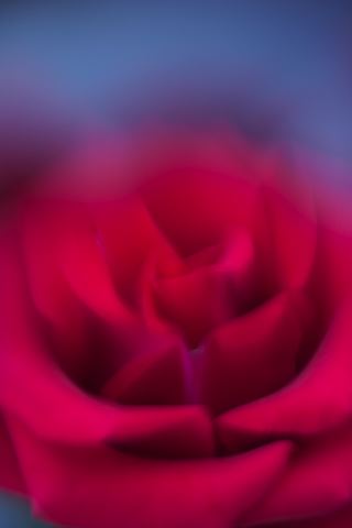 Flower;Blooming;Blossom;Bloom;Plants;Flowering;Botanical;Nature;Petal;Garden;Colorful;Outdoor;Vegetation;Natural;Floral;Herb;Flowers;Stamen;Pistil;Stem