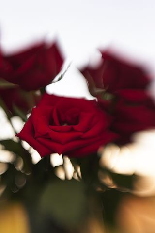 Flower;Blooming;Blossom;Bloom;Plants;Flowering;Botanical;Nature;Petal;Garden;Colorful;Outdoor;Vegetation;Natural;Floral;Herb;Flowers;Stamen;Pistil;Stem