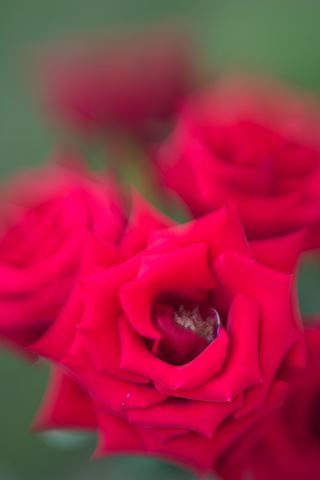 Flower;Blooming;Blossom;Bloom;Plants;Flowering;Botanical;Nature;Petal;Garden;Colorful;Outdoor;Vegetation;Natural;Floral;Herb;Flowers;Stamen;Pistil;Stem