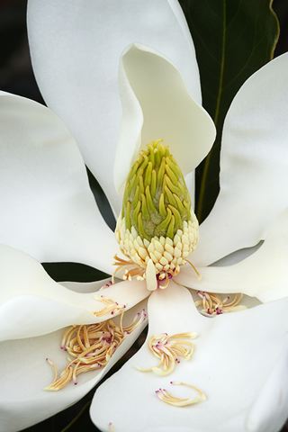 Flower;Blooming;Blossom;Bloom;Plants;Flowering;Botanical;Nature;Petal;Garden;Colorful;Outdoor;Vegetation;Natural;Floral;Herb;Flowers;Stamen;Pistil;Stem;Foliage;Botanicals;Botany;Herbaceous;Greenery;Flora;Herbage