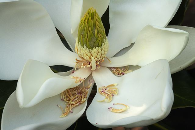 Flower;Blooming;Blossom;Bloom;Plants;Flowering;Botanical;Nature;Petal;Garden;Colorful;Outdoor;Vegetation;Natural;Floral;Herb;Flowers;Stamen;Pistil;Stem;Foliage;Botanicals;Botany;Herbaceous;Greenery;Flora;Herbage