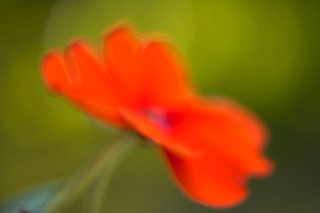 Flower;Blooming;Blossom;Bloom;Plants;Flowering;Botanical;Nature;Petal;Garden;Colorful;Outdoor;Vegetation;Natural;Floral;Herb;Flowers;Stamen;Pistil;Stem;Abstract;Abstractions;Patterns;Shapes;Textures