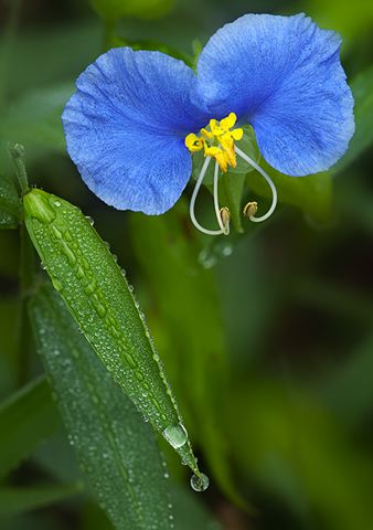 Dew;Details;Water;Abstract;Reflections;Drop;Moisture;Droplet;Morning;Bead;Dewey;Flower;Blooming;Blossom;Bloom;Plants;Flowering;Botanical;Nature;Petal;Garden;Colorful;Outdoor;Vegetation;Natural;Floral;Herb;Flowers;Stamen;Pistil;Stem