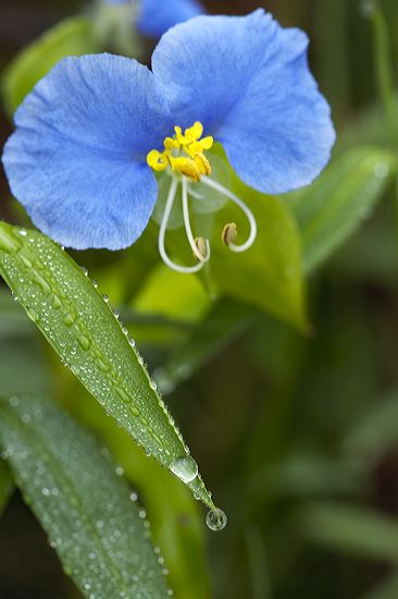 Dew;Details;Water;Abstract;Reflections;Drop;Moisture;Droplet;Morning;Bead;Dewey;Flower;Blooming;Blossom;Bloom;Plants;Flowering;Botanical;Nature;Petal;Garden;Colorful;Outdoor;Vegetation;Natural;Floral;Herb;Flowers;Stamen;Pistil;Stem