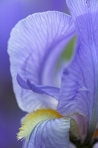 Flowers;Flower;Blooming;Blossom;Bloom;Plants;Flowering;Botanical;Nature;Petal;Garden;Colorful;Outdoor;Vegetation;Natural;Floral;Herb;Stamen;Pistil;Stem;Abstract;Abstractions;Patterns;Shapes;Textures