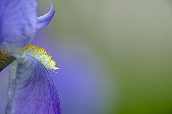 Flowers;Flower;Blooming;Blossom;Bloom;Plants;Flowering;Botanical;Nature;Petal;Garden;Colorful;Outdoor;Vegetation;Natural;Floral;Herb;Stamen;Pistil;Stem;Abstract;Abstractions;Patterns;Shapes;Textures