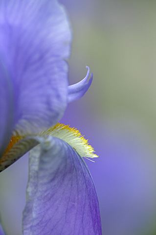 Flowers;Flower;Blooming;Blossom;Bloom;Plants;Flowering;Botanical;Nature;Petal;Garden;Colorful;Outdoor;Vegetation;Natural;Floral;Herb;Stamen;Pistil;Stem;Abstract;Abstractions;Patterns;Shapes;Textures