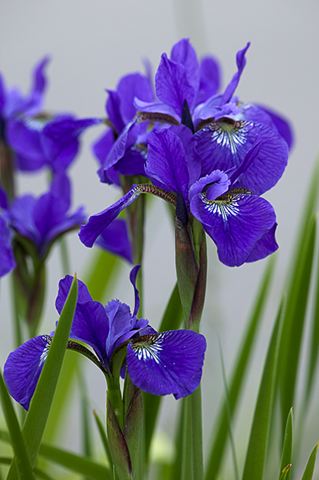 Flower;Flowers;Blooming;Blossom;Bloom;Plants;Flowering;Botanical;Nature;Petal;Garden;Colorful;Outdoor;Vegetation;Natural;Floral;Herb;Stamen;Pistil;Stem