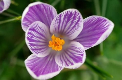 Plant;Botanical;Crocus;Bloom;Close-up;floral;Flora;Flowering;Spring;Flower;Springtime;White;Green;Botanicals;Flowers;Orange;Plants;Purple