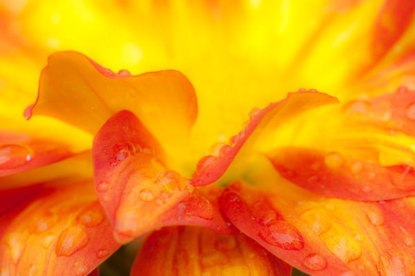 Abstract;Abstractions;Bloom;Blossom;Blossoms;Close-up;Dew;Drops;Floral;Floweret;Flowering;Flowers;Gold;Horizontal;Image type;Patterns;Petal;Petals;Photo specs;Stock categories;Warm Colors;Warm Palette;Warm Tones;Water;bloom;color;dew;dew drops;dewy;drop;droplet;flora;floral;flower;orange;plants;red