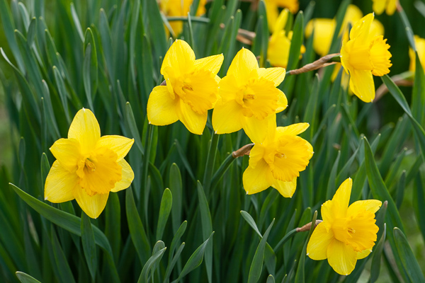 Bloom;Blossom;Blossoms;Calm;Close-up;Daffodils;Flora;Floweret;Flowering;Flowers;Healing;Healthcare;Minimalism;Pastoral;Petal;Petals;Pistil;Seasons;Spring;Springtime;Stamen;Warm Colors;Warm Palette;Warm Tones;Yellow;bloom;color;flora;floral;flower;green;oneness;peaceful;plants;restful;serene;soothing;tranquil;vegetation;yellow