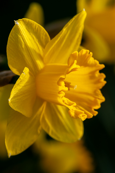 Bloom;Blossom;Blossoms;Botanical;Botanicals;Bud;Calm;Close-up;Concepts;Cool Colors;Cool Palette;Cool Tones;Daffodils;Flora;Floral;Flower;Floweret;Flowering;Flowers;Flowers & Plants;Green;Greens;Healing;Health care;Healthcare;Macro;Minimalism;Nature;Oneness;Pastoral;Petal;Petals;Pistil;Seasons;Spring;Springtime;Stamen;Sunlight;Sunshine;Warm Colors;Warm Palette;Warm Tones;Yellow;bloom;color;flora;floral;flower;green;peaceful;plants;restful;serene;soothing;sunlit;tranquil;yellow;zen