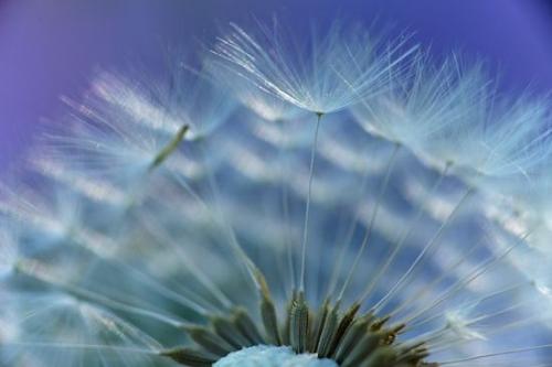 Blue;Seed;Petals;Bloom;Flowering;Blossoms;Floweret;Gray;Blossom;Flowers;Dandelion;Pistil;Stamen;Flower;Tan;Petal;Floret