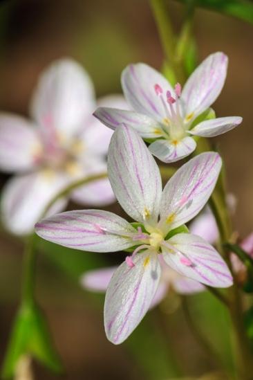 Bloom;Blossom;Blossoms;Brown;Bud;Calm;Close-up;Floral;Floret;Floweret;Flowering;Flowers;Flowers & Plants;Healing;Health care;Healthcare;Macro;Minimalism;Nature;Pastoral;Petal;Petals;Pink;Pistil;Seasons;Spring;Spring Beauty;Springtime;Stamen;Sunlight;Sunshine;Yellow;bloom;flora;floral;flower;green;oneness;peaceful;plants;restful;serene;soothing;sunlit;tranquil;wildflower;zen