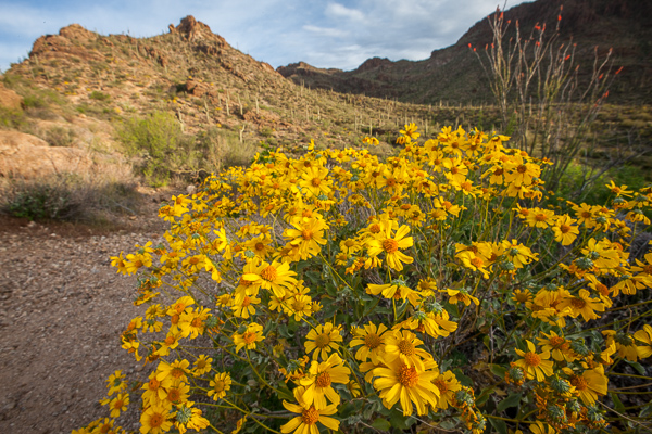 Arizona;Bloom;Blossom;Blossoms;Blue;Boulder;Boulders;Cacti;Cactus;Calm;Close-up;Cloud Formation;Clouds;Concepts;Cool Colors;Cool Palette;Cool Tones;Flora;Flower;Floweret;Flowering;Flowers;Fouquieria splendens;Gates Pass;Green;Greens;Habitat;Healing;Hill;Minimalism;Mountain;Mountain Side;Mountain Top;Mountainous;Nature;Ocotillo;Oneness;Pastoral;Petal;Petals;Pistil;Rock;Rock formations;Rocks;Rocky;Saguaro;Saguaro National Park;Stone;Stones;Sunlight;Sunshine;Tan;Tuscon;United States;Wabi Sabi;Warm Colors;Warm Palette;Warm Tones;Wildflower;Yellow;bloom;color;desert;flora;floral;flower;hillside;landscape;peaceful;plants;restful;serene;sky;soothing;sunlit;tranquil;yellow;zen