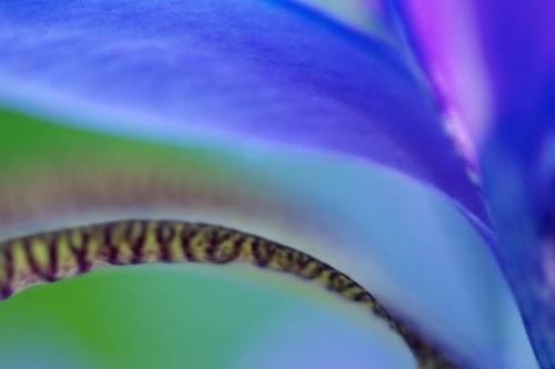 Blue;Abstractions;Purple;Flowering;Abstract;Petal;Patterns;Flower;Petals;iris;Bloom;Green;Flowers;Shapes;Blossom;Textures