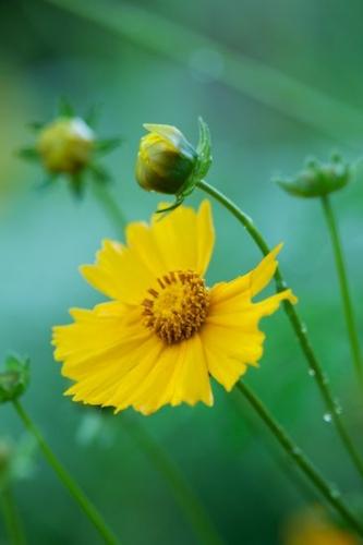 Tennessee;Drop;Flowering;Green;Dewy;Floret;Blossoms;Blossom;Petal;Stamen;Flowers;Wet;Yellow;Coreopsis;Flower;Floweret;Moisture;Bloom;Droplet;Dew;Damp;Petals;Water;Pistil