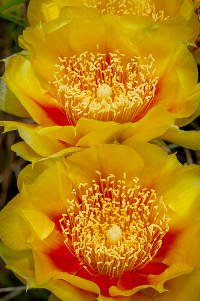 Arizona;Bloom;Blossom;Blossoms;Botanical;Cactus;Calm;Close-up;Flora;Floral;Floret;Floweret;Flowering;Flowers;Flowers & Plants;Gold;Healing;Health care;Healthcare;Macro;Minimalism;Nature;Pastoral;Petal;Petals;Pistil;Plant;Prickly pear;Stamen;Succulent;Warm Colors;Warm Palette;Warm Tones;Yellow;bloom;botanicals;color;flora;floral;flower;green;oneness;orange;peaceful;plants;red;restful;serene;soothing;tranquil;wildflower;yellow;zen