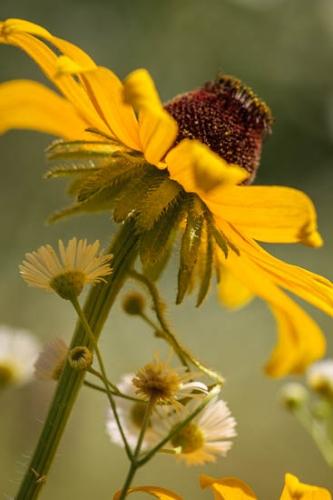 Black-eyed Susan;Bloom;Blossom;Blossoms;Brown;Close-up;Floret;Flower;Floweret;Flowering;Flowers;Flowers & Plants;Gold;Green;Healing;Health care;Healthcare;Image type;Macro;Natchez Trace Parkway;Nature;Oneness;Pastoral;Peaceful;Petal;Petals;Photo specs;Pistil;Rudbeckia hirta;Stamen;Stock categories;Summer;Summertime;Wildflower;Yellow;bloom;calm;daisy fleabane;flora;floral;restful;serene;soothing;tranquil;zen