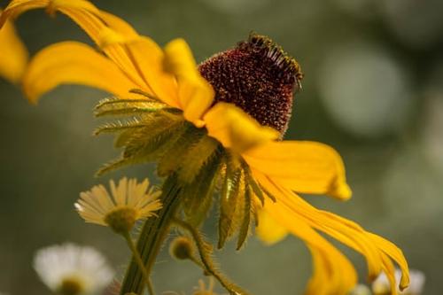 Black-eyed Susan;Bloom;Blossom;Blossoms;Brown;Close-up;Floret;Flower;Floweret;Flowering;Flowers;Flowers & Plants;Gold;Green;Healing;Health care;Healthcare;Image type;Macro;Natchez Trace Parkway;Nature;Oneness;Pastoral;Peaceful;Petal;Petals;Photo specs;Pistil;Rudbeckia hirta;Stamen;Stock categories;Summer;Summertime;Wildflower;Yellow;bloom;calm;daisy fleabane;flora;floral;restful;serene;soothing;tranquil;zen