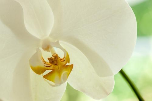 Bloom;Blossom;Blossoms;Botanical;Calm;Close-up;Floral;Floret;Floweret;Flowering;Flowers;Flowers & Plants;Healing;Health care;Healthcare;Horizontal;Image type;Macro;Minimalism;Nature;Orchid;Pastoral;Petal;Petals;Photo specs;Pistil;Stamen;Stock categories;Warm Colors;Warm Palette;Warm Tones;White;Yellow;bloom;botanicals;color;flora;floral;flower;green;oneness;orange;peaceful;plant;plants;restful;serene;soothing;tranquil;yellow;zen