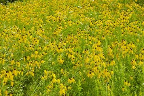 Foliage;Botanical;Flowering;Bloom;Abstracts;Blossoms;Flower;Landscape;Outdoor;Patterns;Cedar Glade;Petals;Pistil;Plant;Abstraction;Prairie Coneflower;Couchville Cedar Glade State Natural Area;Stamen;Tennessee;Green;Floret;Flowers;Petal;Textures;Vegetation;Floweret;Horizontal;Blossom;Plants;Leaves;Abstract;Yellow