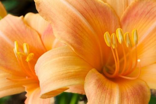 Floret;Blossom;Blossoms;Day Lily;Close-up;Pistil;Outdoor;Orange;Bloom;Flower;Stamen;Flowering;Plant;Petal;Floweret;Green;Plants;Botanical;Flowers;Yellow;Tennessee;Petals