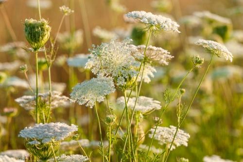 Bloom;Blossom;Blossoms;Floral;Floweret;Flowering;Flowers;Queen Anne's Lace;Stock categories;Tan;Warm Colors;Warm Palette;Warm Tones;White;bloom;botanicals;color;flora;floral;flower;green;plant;plants;vegetation