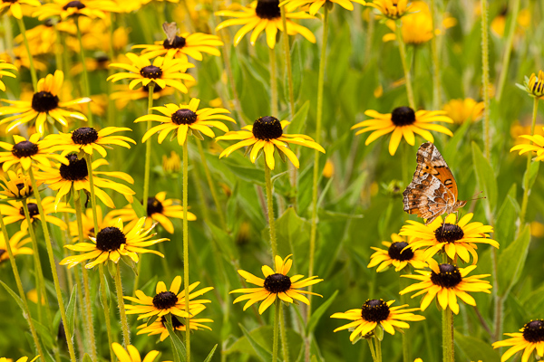 Animals;Asteraceae;Black-eyed Susan;Bloom;Blossom;Blossoms;Botanical;Butterfly;Calm;Close-up;Flora;Floral;Floret;Floweret;Flowering;Flowers;Healing;Health care;Healthcare;Horizontal;Insect;Macro;Nature;Pastoral;Petal;Petals;Pistil;Stamen;Stock categories;Tan;Warm Colors;Warm Palette;Warm Tones;Yellow;bloom;color;flora;floral;flower;green;leaves;oneness;peaceful;plants;restful;serene;soothing;tranquil;wildflower;yellow;zen