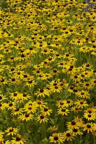 Pistil;Yellow;Black-eyed Susan;Green;Petal;Flower;Bloom;Flowering;Brown;Petals;Stamen;Asteraceae;Blossom;Blossoms;Floweret;Floret;Flowers