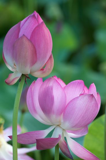 Pink;Floweret;Petals;Flower;Floret;Flowering;Flowers;Pistil;Petal;Stamen;Water Lotus;Blossoms;Blossom;Green;Bloom