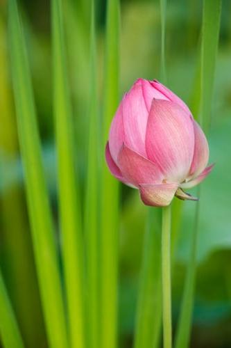 Bloom;Blossom;Blossoms;Floret;Flower;Floweret;Flowering;Flowers;Oneness;Oriental;Peaceful;Petal;Petals;Pistil;Stamen;Stock categories;Water Lotus;bloom;flora;floral;zen