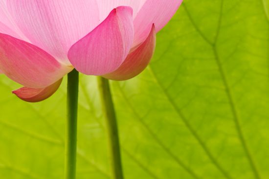 Flower;Flowering;Floweret;Pistil;Petal;Blossoms;Pink;Floret;Flowers;Bloom;Blossom;Water Lotus;Stamen;Petals;Green