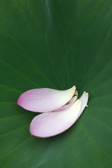 botanical;Pink;Petal;plant;plants;greenery;Blossoms;Flowers;Water Lotus;vegetation;Green;shrub;herbage;herb;Flowering;Pistil;botanicals;Bloom;Petals;Blossom;Floweret;Flower;Stamen;Floret;White;flora;botany