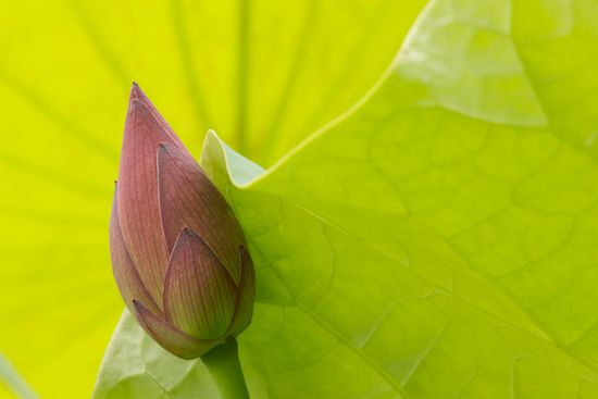 Green;Floweret;herbage;Blossom;plants;Petal;botanical;Pistil;Floret;plant;botanicals;Blossoms;Petals;Pink;greenery;Flowering;flora;Stamen;Water Lotus;Flowers;shrub;botany;Flower;vegetation;herb;Bloom