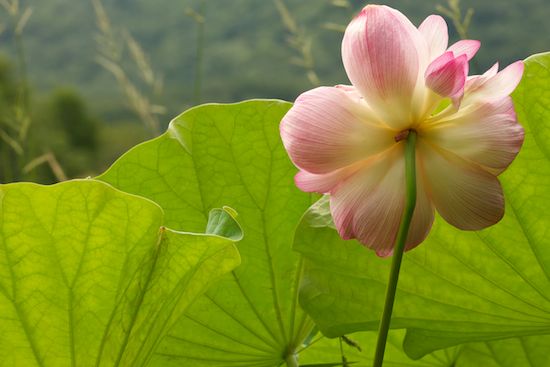 Bloom;Floret;Green;Petal;Pistil;Stamen;Blossoms;Water Lotus;Petals;Floweret;Flower;Pink;Flowers;Flowering;Blossom