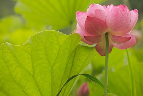 Floweret;Flowers;Stamen;Petal;Bloom;Flowering;Blossoms;Floret;Petals;Pistil;Water Lotus;Flower;Green;Blossom;Pink