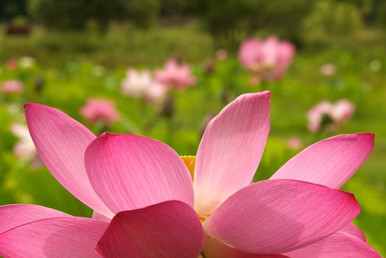 Blossom;Blossoms;Flower;Flowers;Floret;Pistil;Flowering;Water Lotus;Green;Pink;Stamen;Petals;Petal;Bloom;Floweret