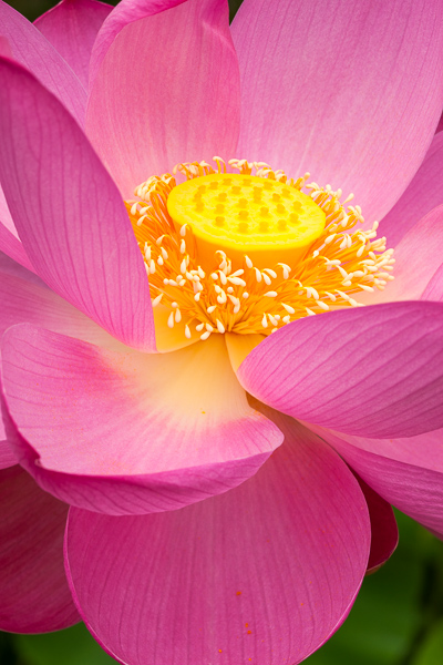Bloom;Blossom;Blossoms;Calm;Close-up;Concepts;Flora;Floral;Floret;Flower;Floweret;Flowering;Flowers;Flowers & Plants;Healing;Health care;Healthcare;Macro;Minimalism;Nature;Oneness;Pastoral;Petal;Petals;Pink;Pistil;Stamen;Stock categories;Sunlight;Warm Colors;Warm Palette;Warm Tones;Water Lotus;Wildflower;Yellow;bloom;color;flora;floral;flower;landscape;magenta;oriental;peaceful;plants;restful;serene;soothing;sunlit;tranquil;yellow;zen