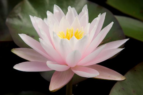 Blossoms;Flowers;Bloom;Petals;Floret;Water Lily;Yellow;Petal;Floweret;Pink;Flower;Flowering;Lily Pads;Pistil;Stamen;Blossom