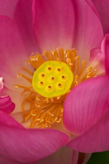 Flowering;Bloom;Floret;Flower;Stamen;Blossoms;Water Lotus;Petals;Yellow;Blossom;Pink;Petal;Flowers;Floweret;Pistil