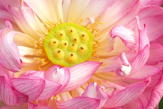 Floweret;Yellow;Petal;Pink;Stamen;Blossom;Blossoms;Floret;Water Lotus;Pistil;Flower;Petals;Bloom;Flowers;Flowering