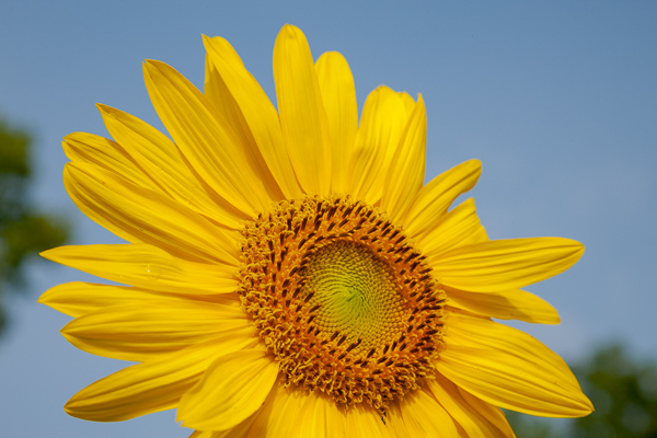 Bloom;Blossom;Blossoms;Blue;Botanical;Calm;Close-up;Floret;Floweret;Flowering;Flowers;Healing;Health care;Healthcare;Macro;Minimalism;Nature;Pastoral;Petal;Petals;Pistil;Stamen;Stock categories;Sunflower;Sunlight;Sunshine;Warm Colors;Warm Palette;Warm Tones;Yellow;bloom;botanicals;color;flora;floral;flower;green;oneness;orange;peaceful;plants;restful;serene;soothing;sunlit;tranquil;yellow;zen