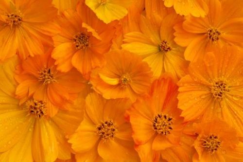 Petals;Shapes;Flower;Pistil;Bloom;Abstract;zen;Stamen;Abstractions;Blossoms;Pastoral;Orange;Floret;Blossom;Gold;Flowers;Floweret;Cosmos;Flowering;Oneness;Textures;Patterns;Peaceful;Petal