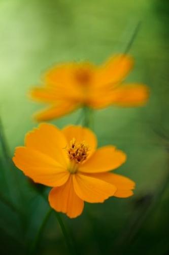 Gold;Flowering;Pistil;Floret;Orange;Blossom;Petals;Bloom;Peaceful;Details;Oneness;Stamen;Petal;Green;Cosmos;Blossoms;Pastoral;zen;Flowers;Flower;close-up;Floweret